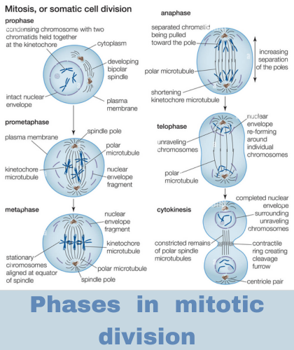 phases in mitotic division