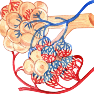 respiration in human body at alveoli