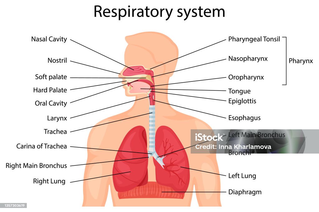 Respiration:  A Comprehensive Overview and Introduction: