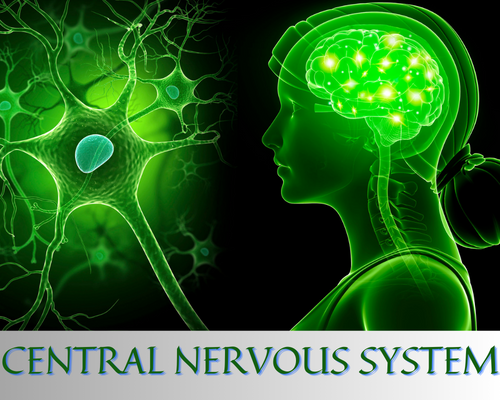 Exploring the Human Central Nervous System: Structure, Function, and Disorders: