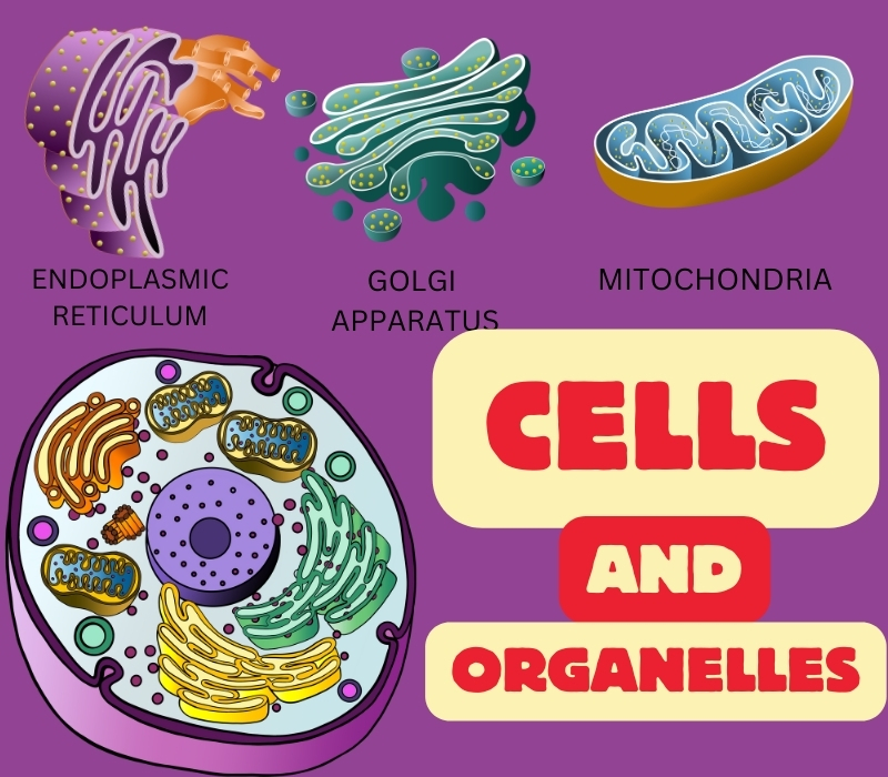 INTRODUCTION TO CELLS AND ORGANELLES:
