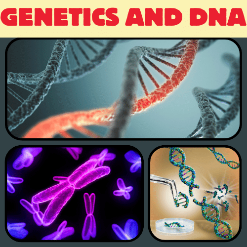 INTRODUCTION TO GENETICS AND DNA: