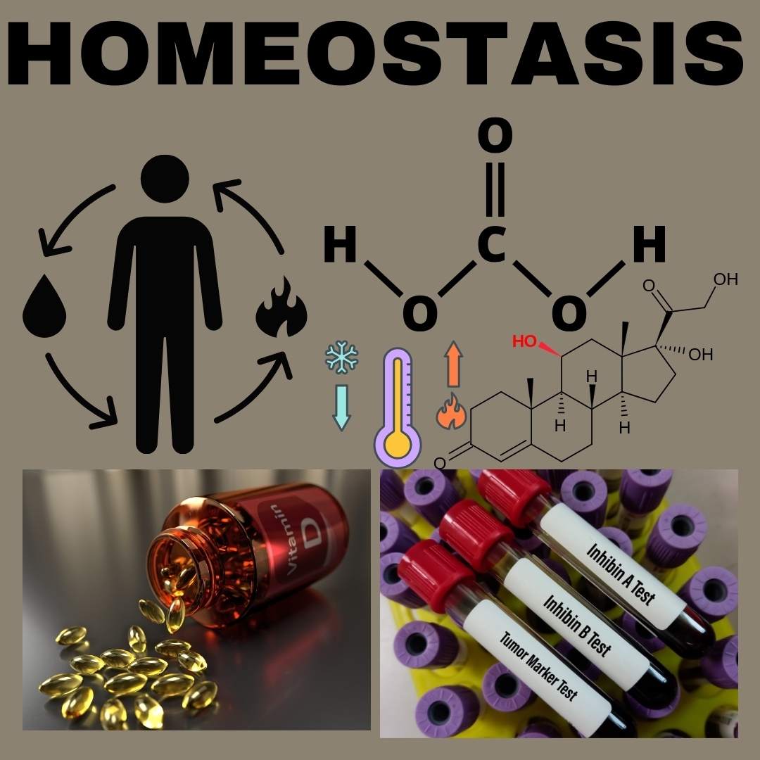 Understanding Homeostasis in Living Organisms